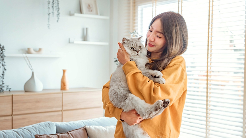 長毛貓品種全攻略-波斯貓性格-健康與飼養指南